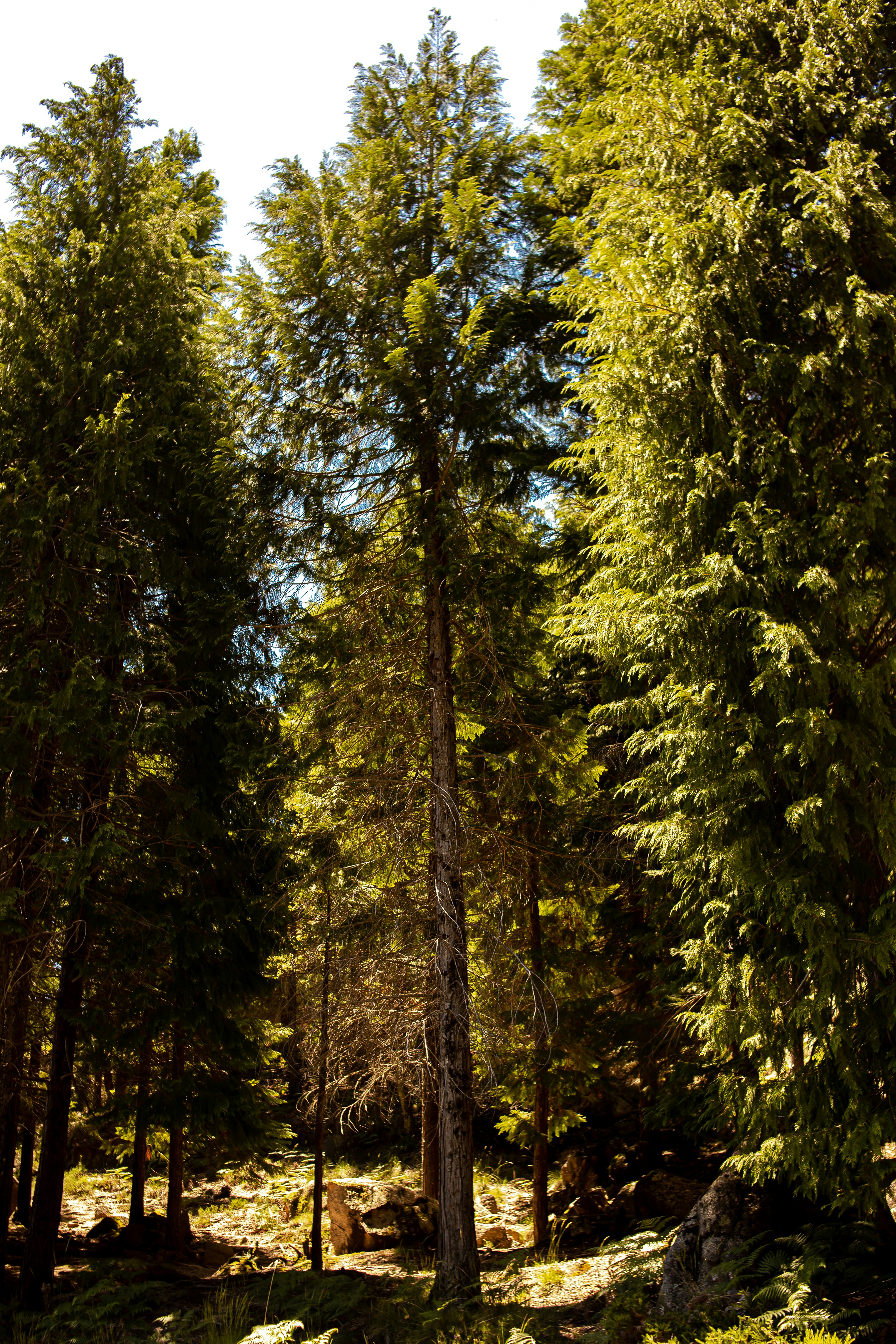 a forest filled with lots of tall green trees