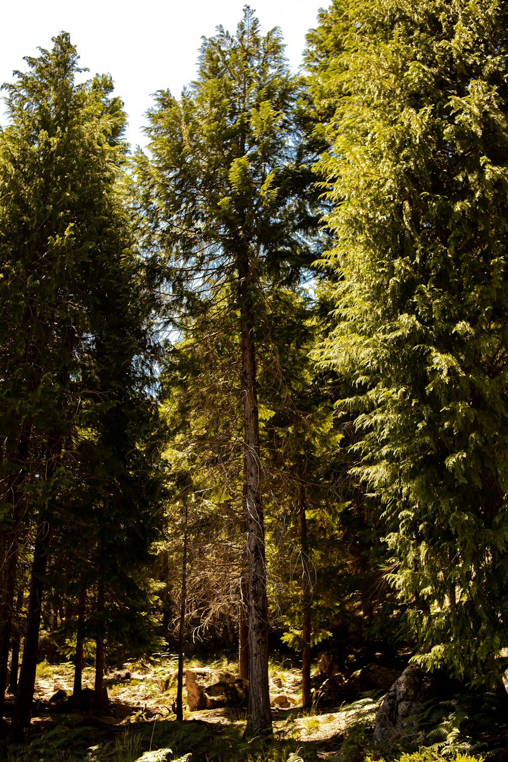 una foresta piena di alti alberi verdi