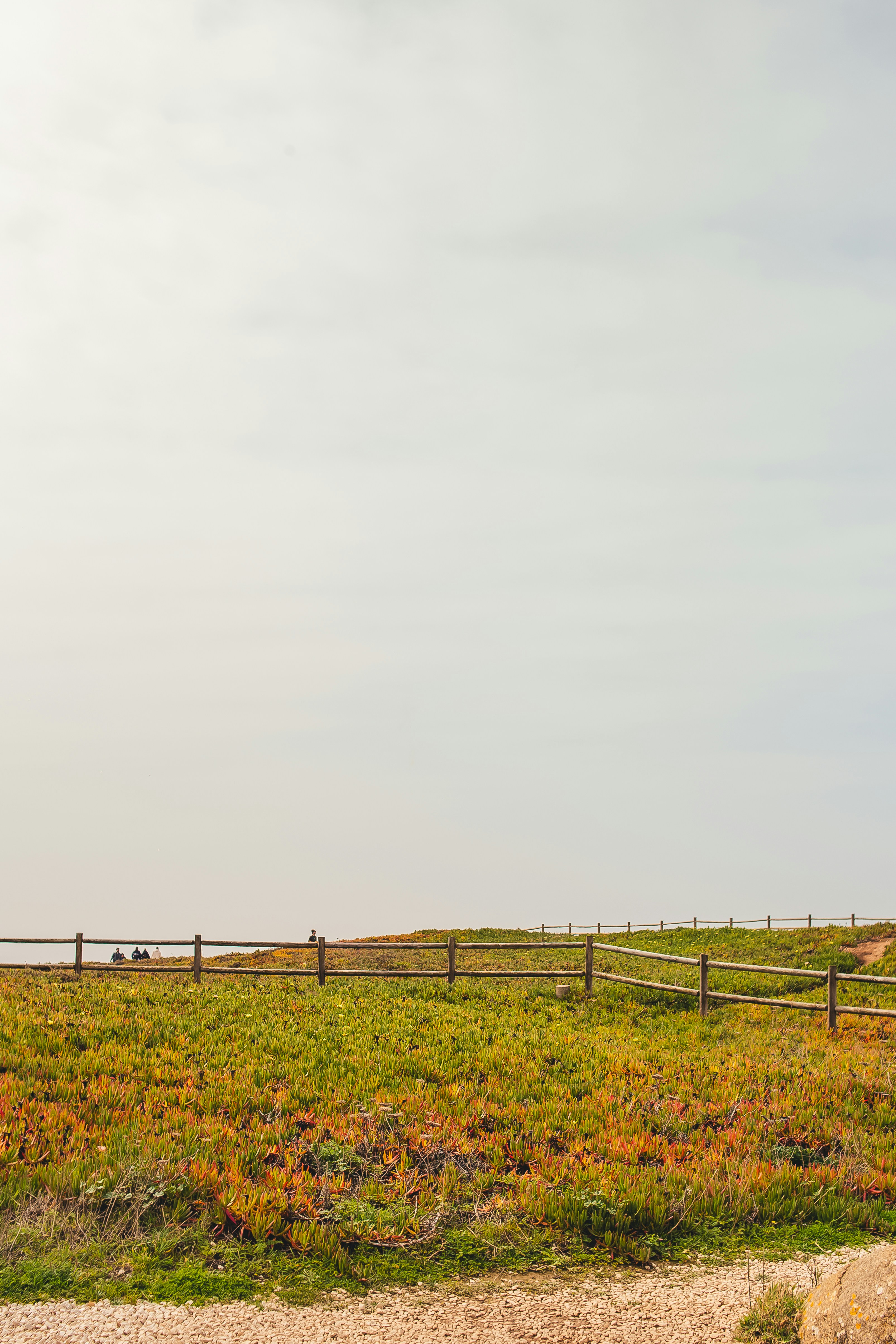 a horse standing in a field with a wooden fence