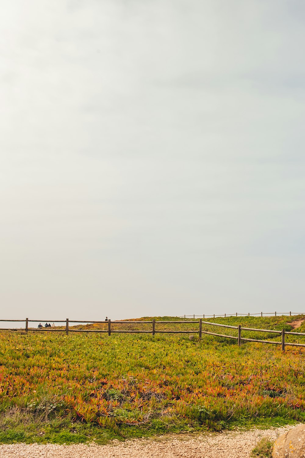 a horse standing in a field with a wooden fence