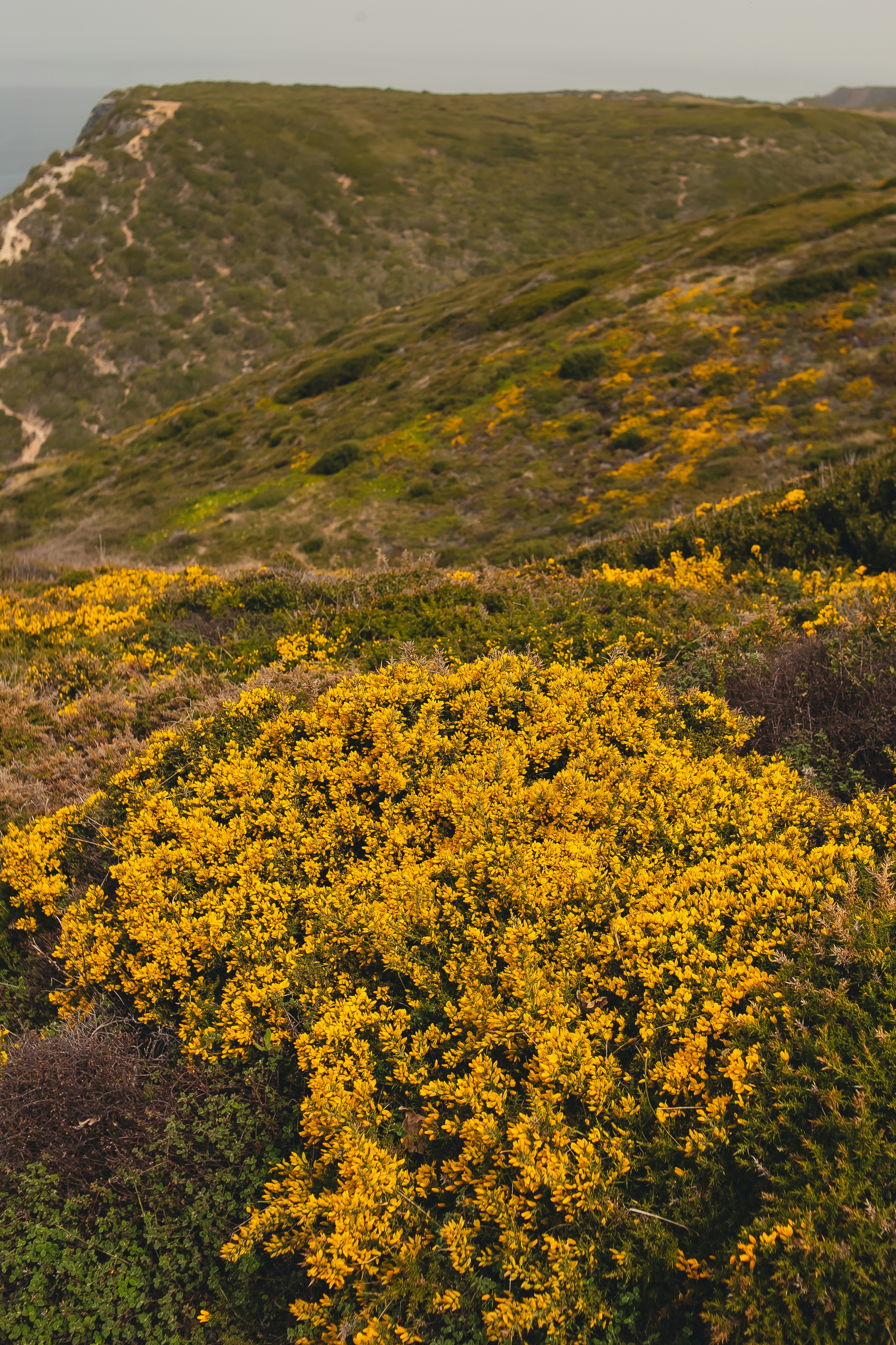 yellow flowers growing on the side of a hill