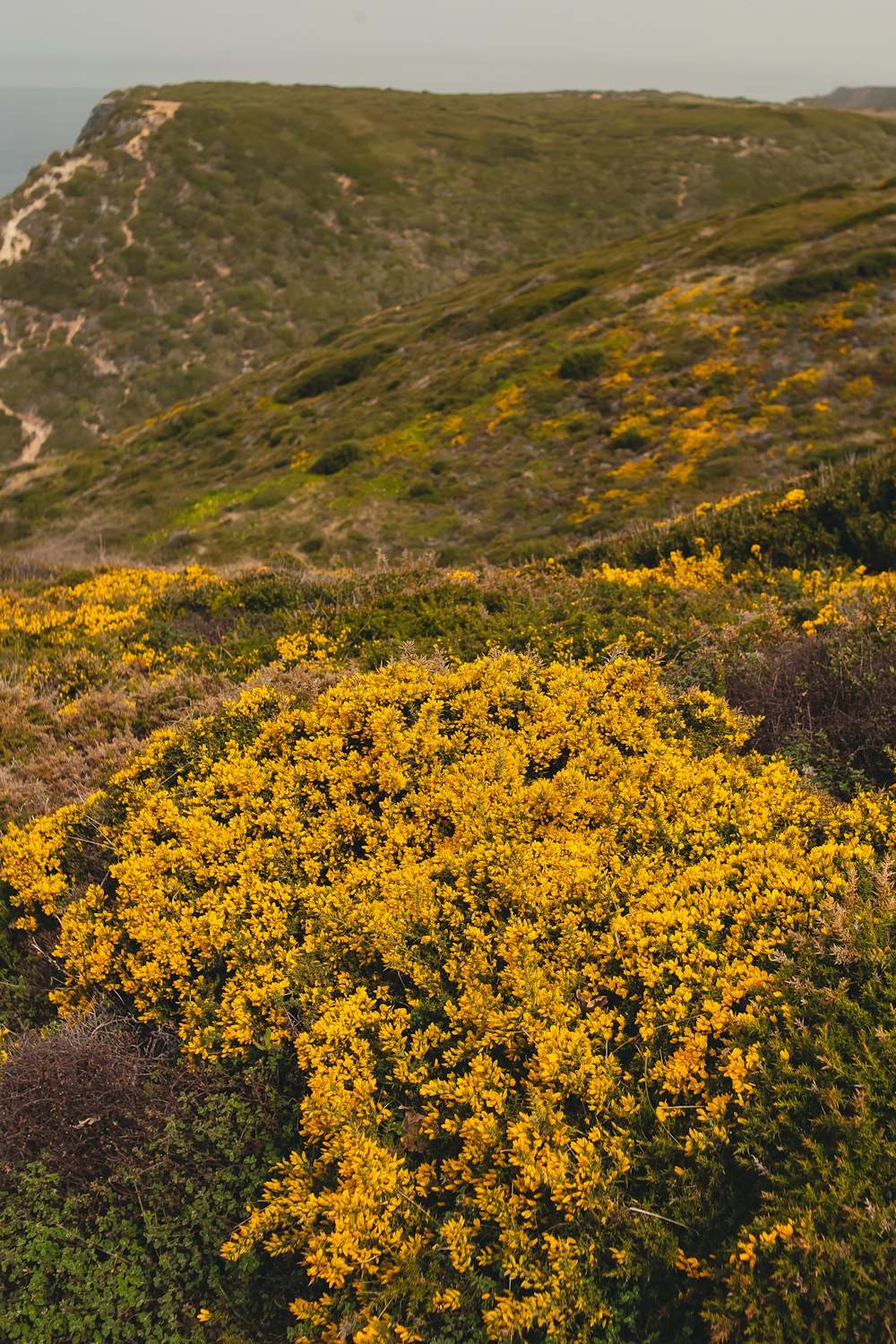 yellow flowers growing on the side of a hill