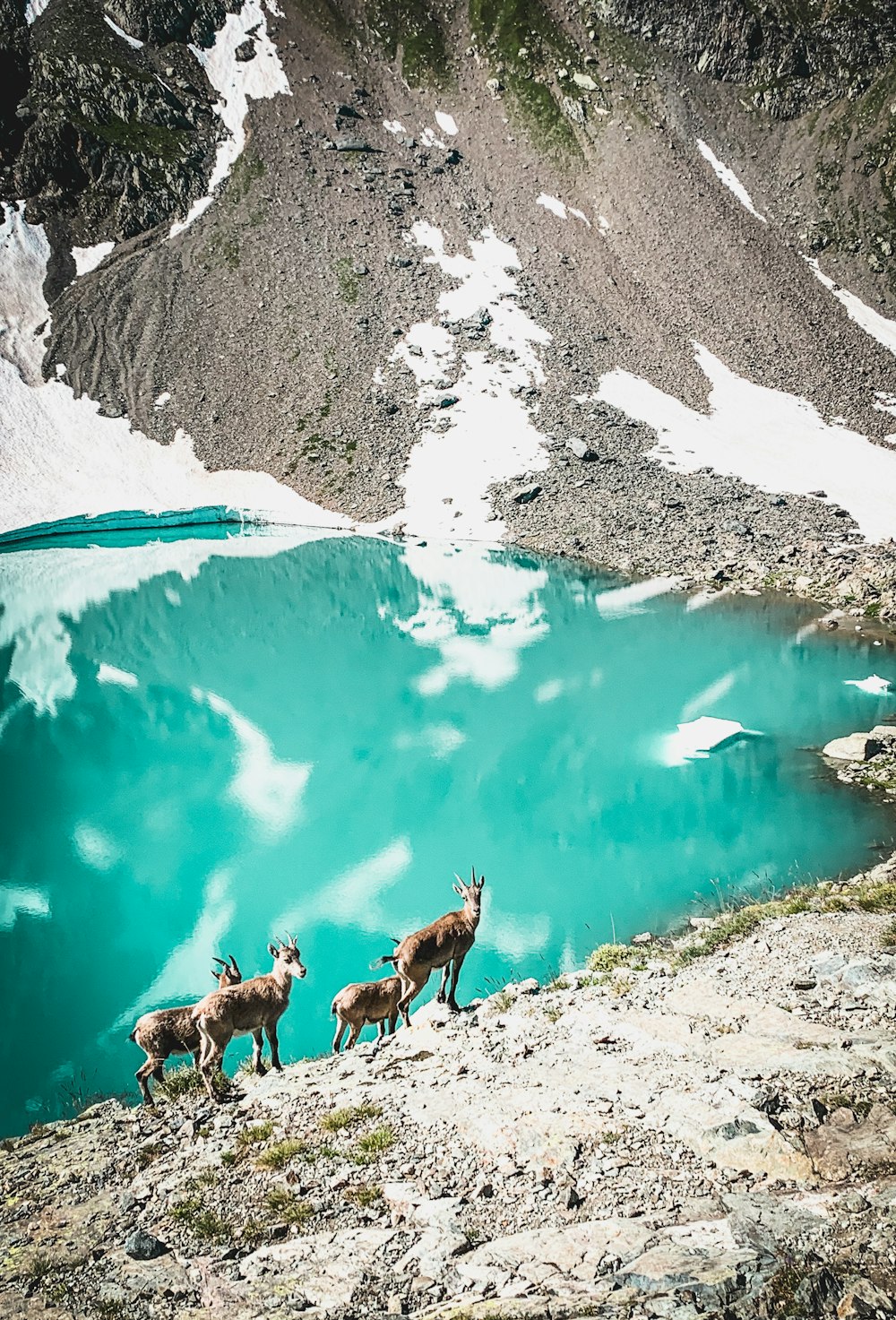 a group of animals standing on top of a mountain next to a lake