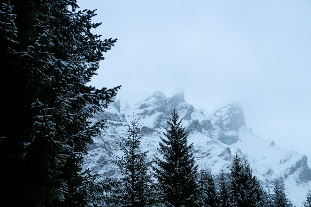 a snow covered mountain with trees in the foreground