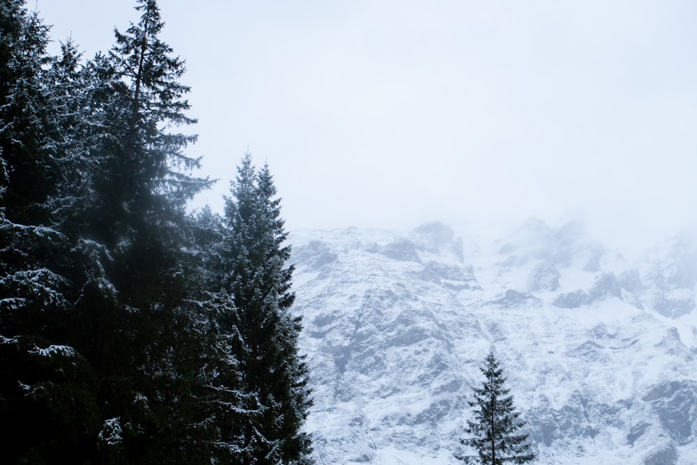 a snow covered mountain with trees in the foreground