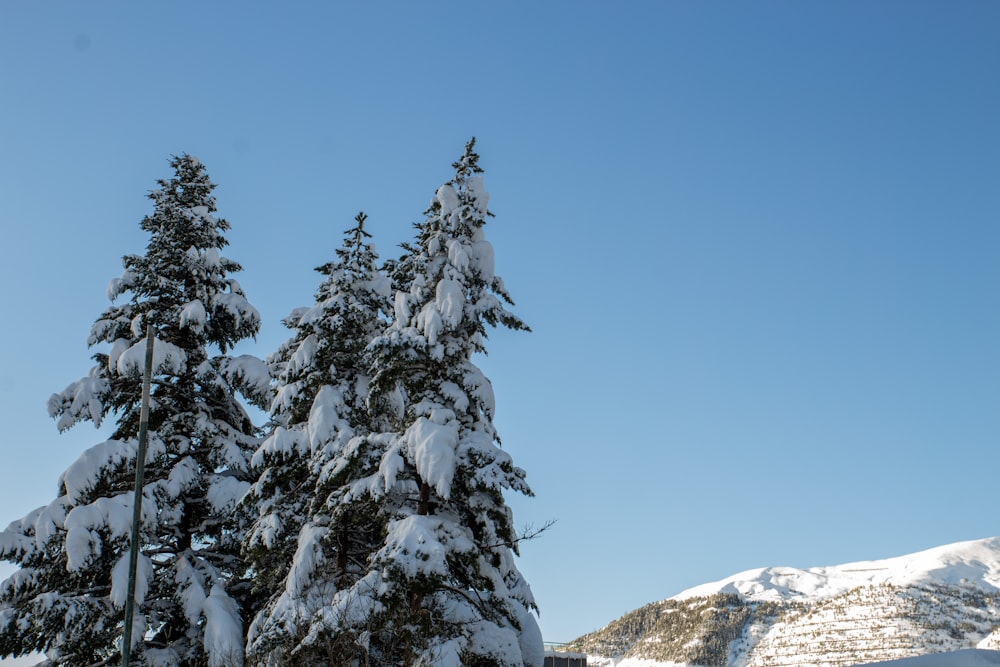 un grupo de árboles cubiertos de nieve con una montaña al fondo