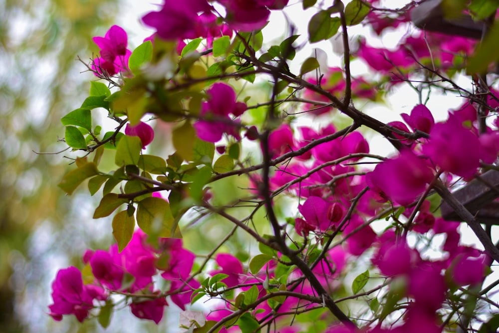 un árbol lleno de muchas flores moradas