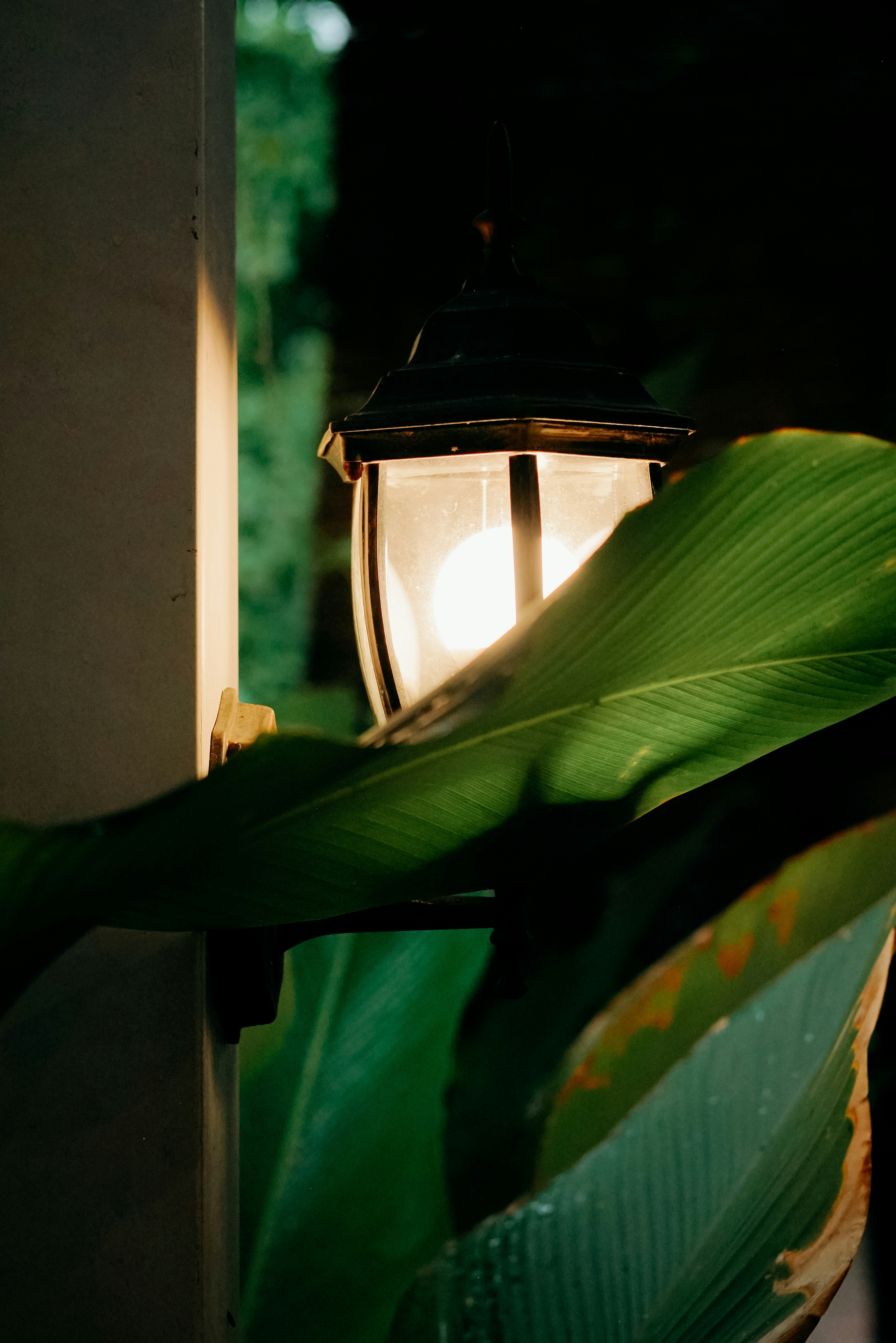 a light that is on a pole near a plant
