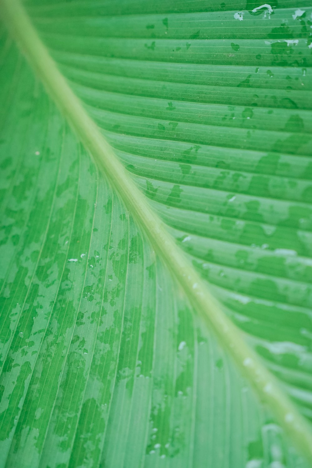 a close up of a green leaf with drops of water on it