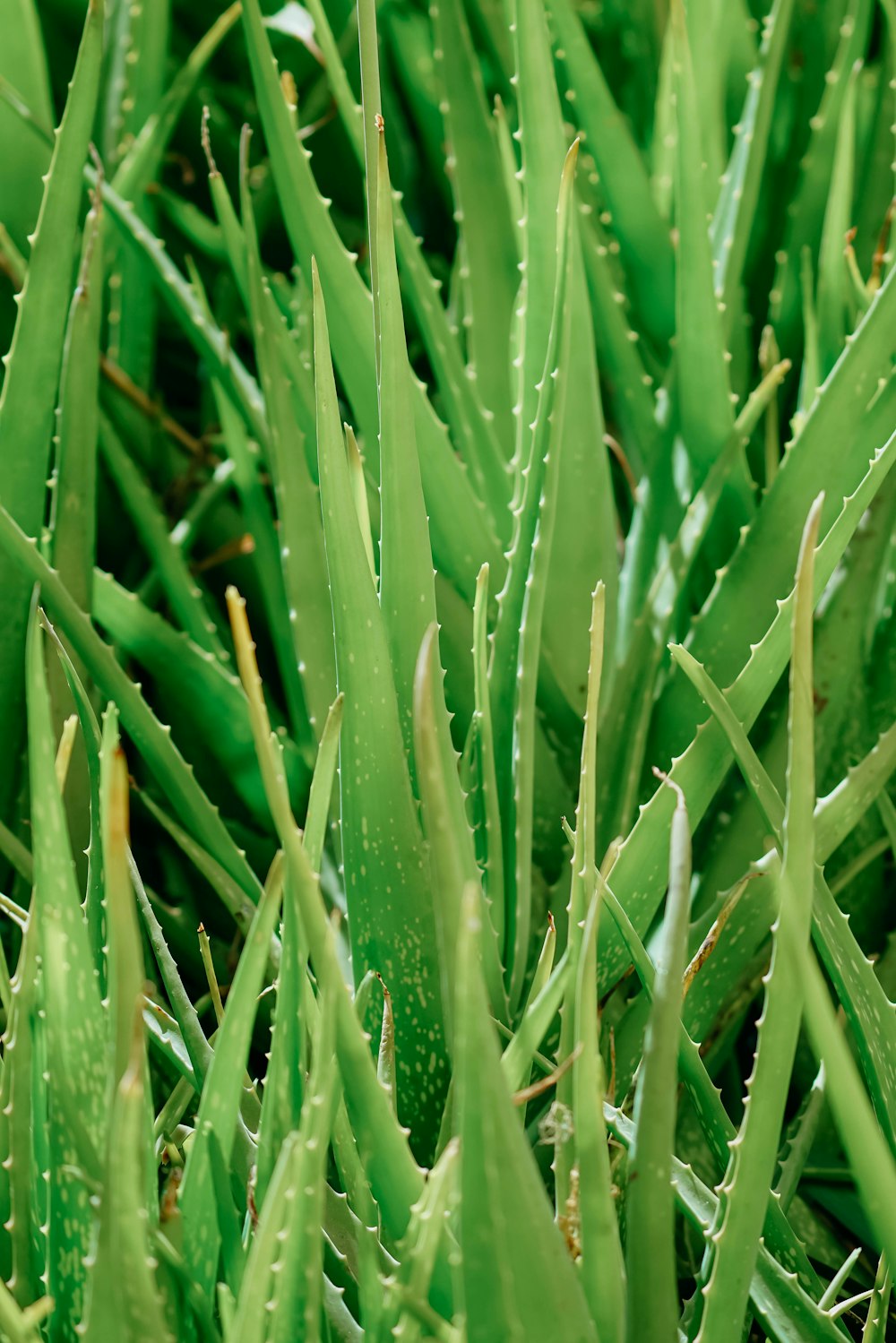 a close up of a bunch of green plants