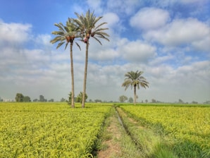 two palm trees in a field of crops