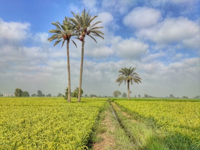 two palm trees in a field of crops