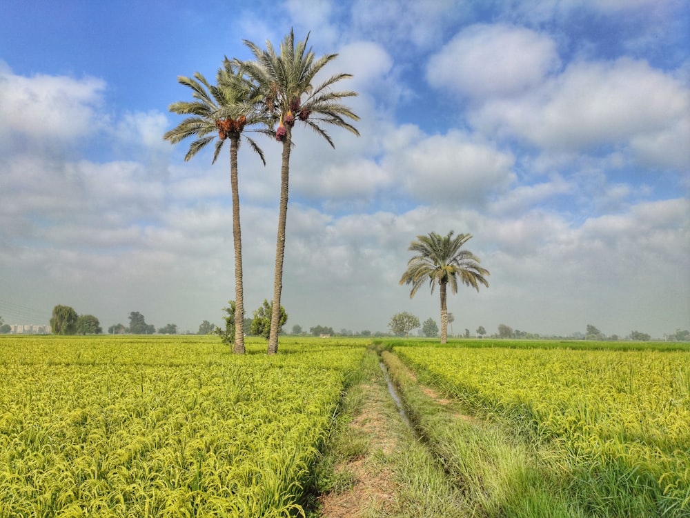 two palm trees in a field of crops