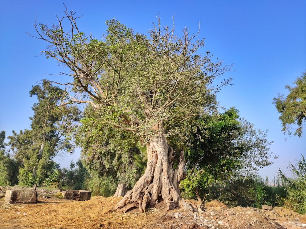 a very large tree in the middle of a dirt field
