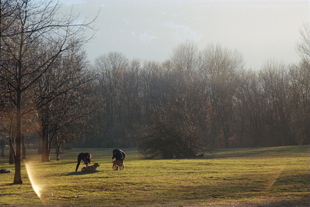 ein paar Tiere, die im Gras sind