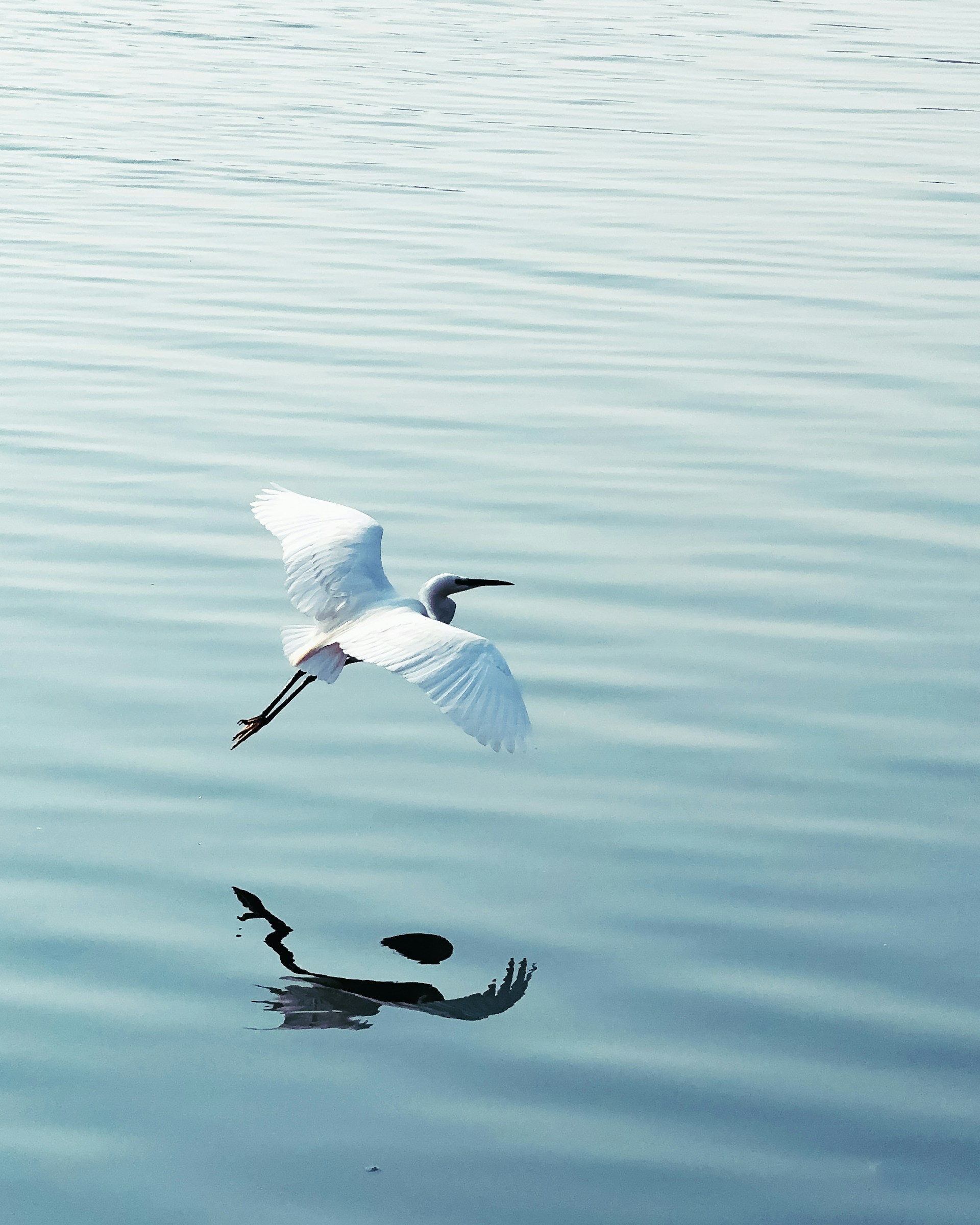 a white bird flying over a body of water
