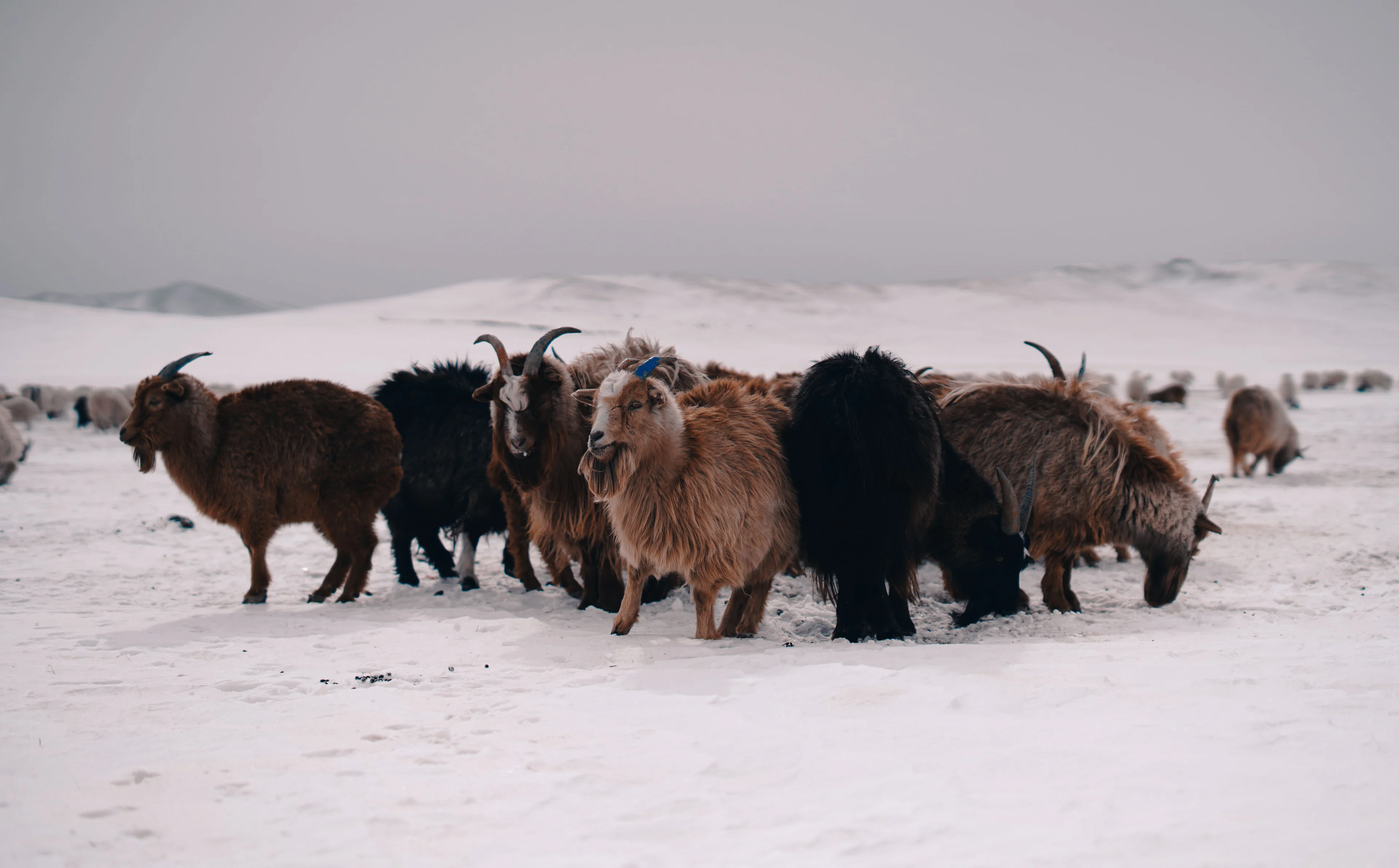 Cashmere goats and yaks gathered on snowy steppe