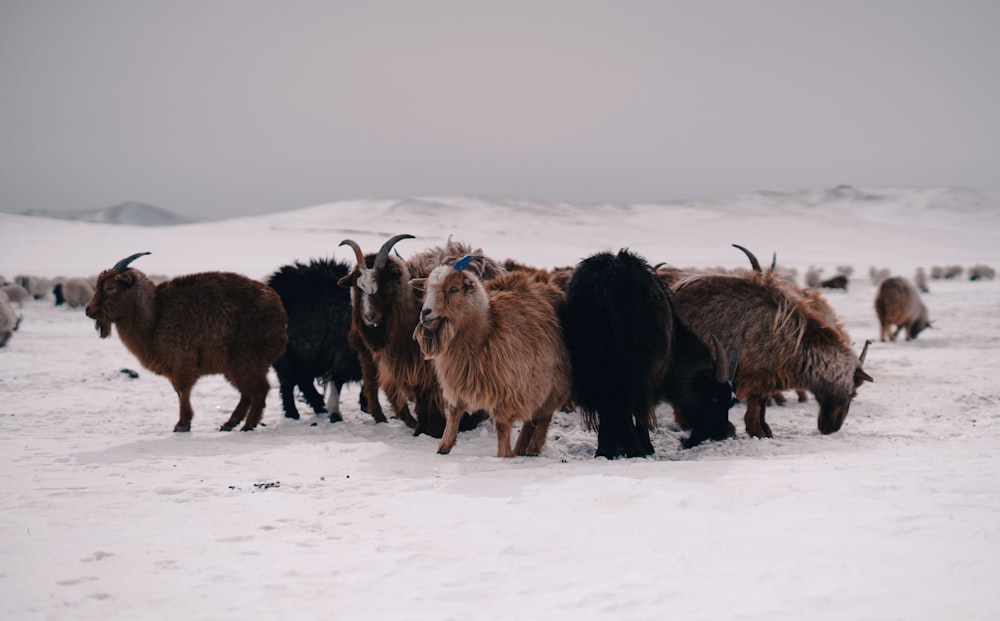 a herd of goats standing on top of a snow covered field