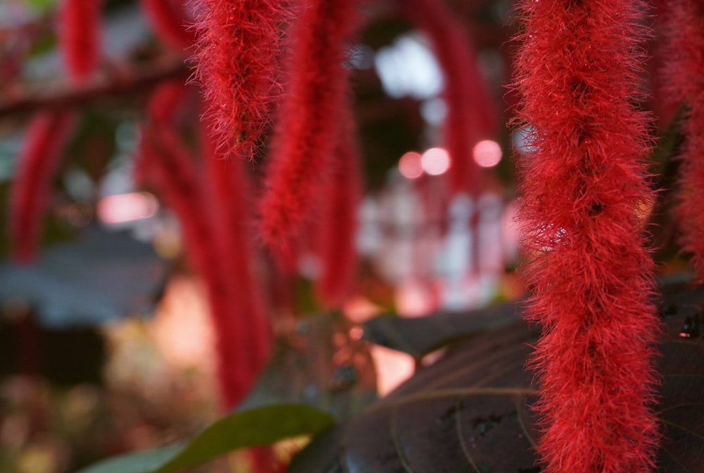 a close up of a plant with red flowers