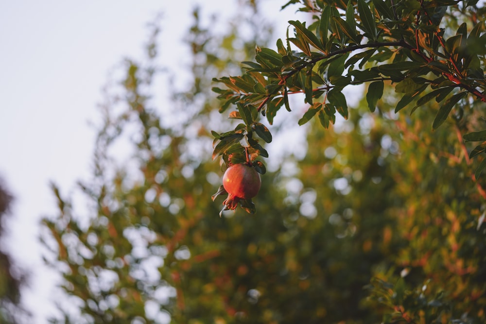 a pomegranate hanging from a tree branch