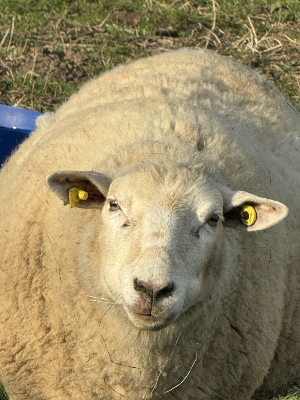 a close up of a sheep laying in the grass