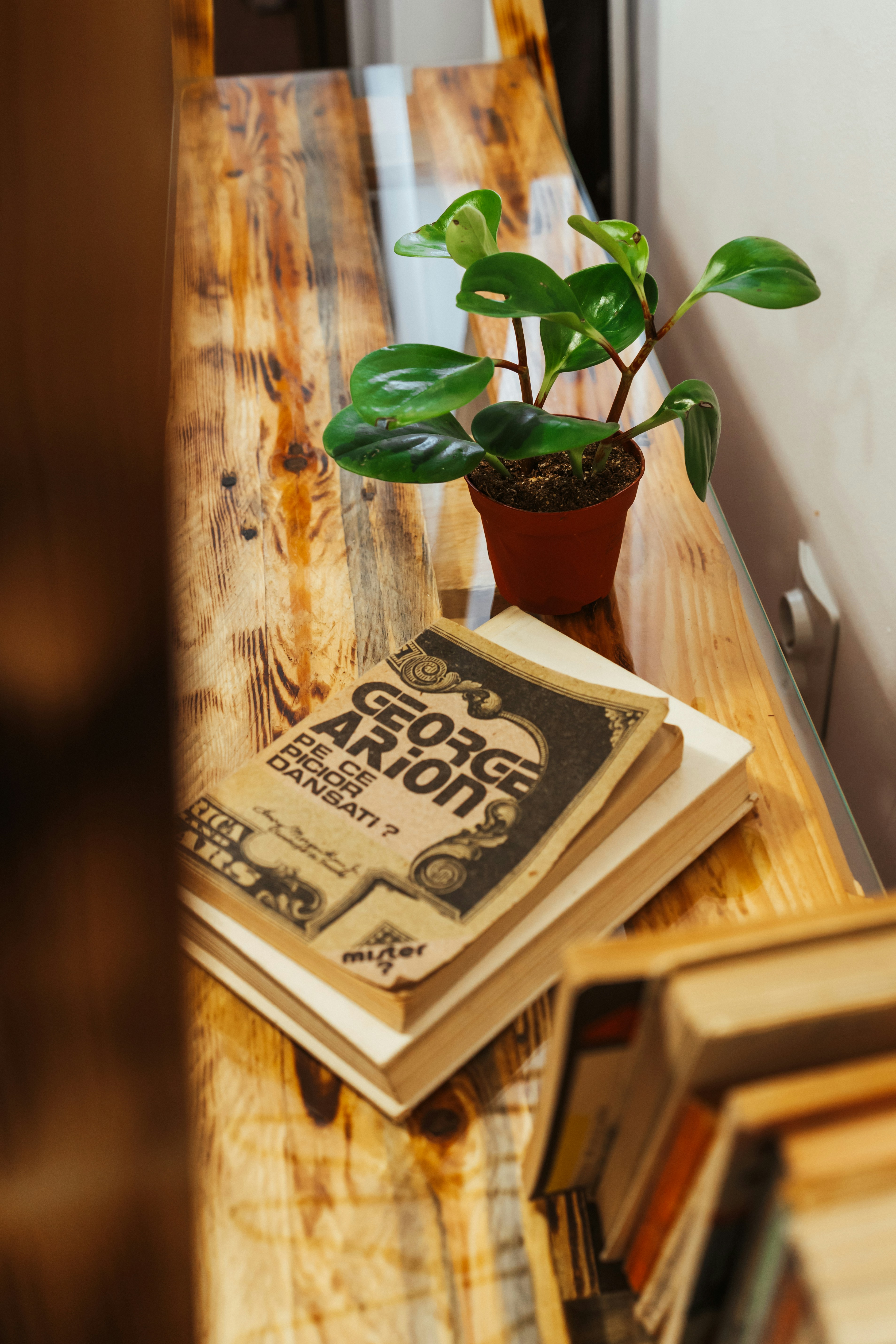 A potted plant sitting on top of a wooden table photo – Free Plant ...