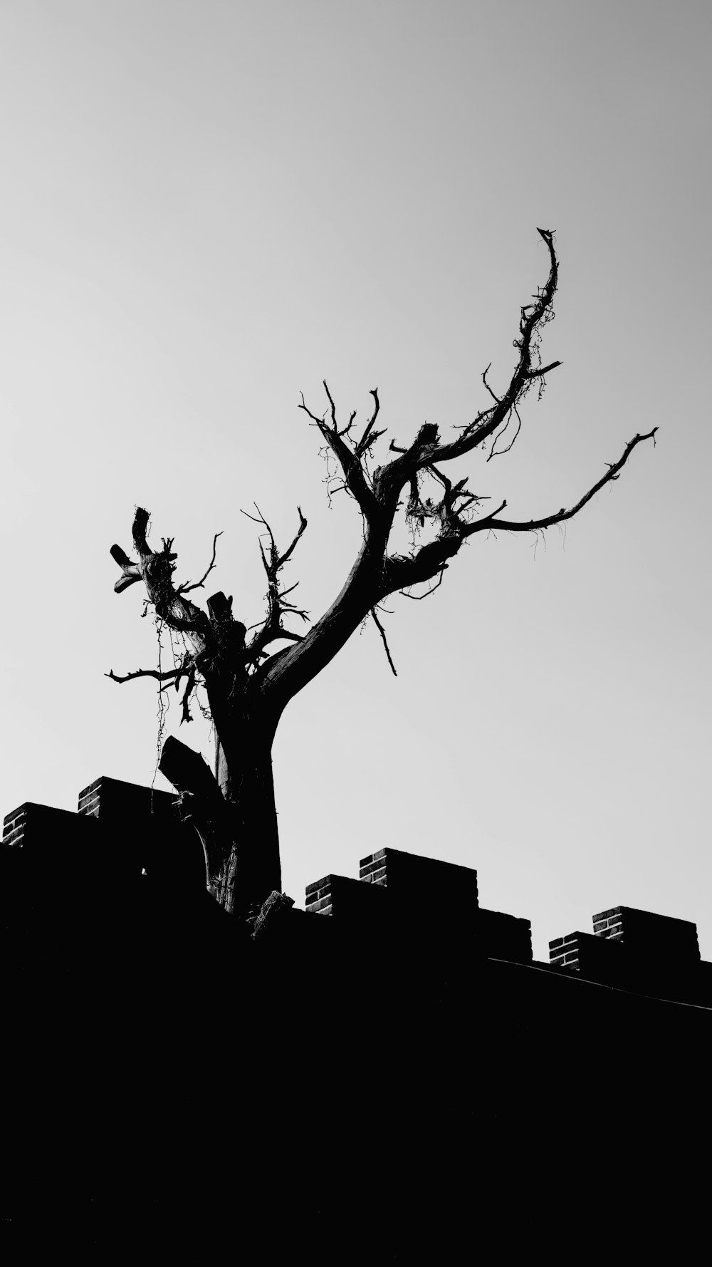 a black and white photo of a tree with no leaves