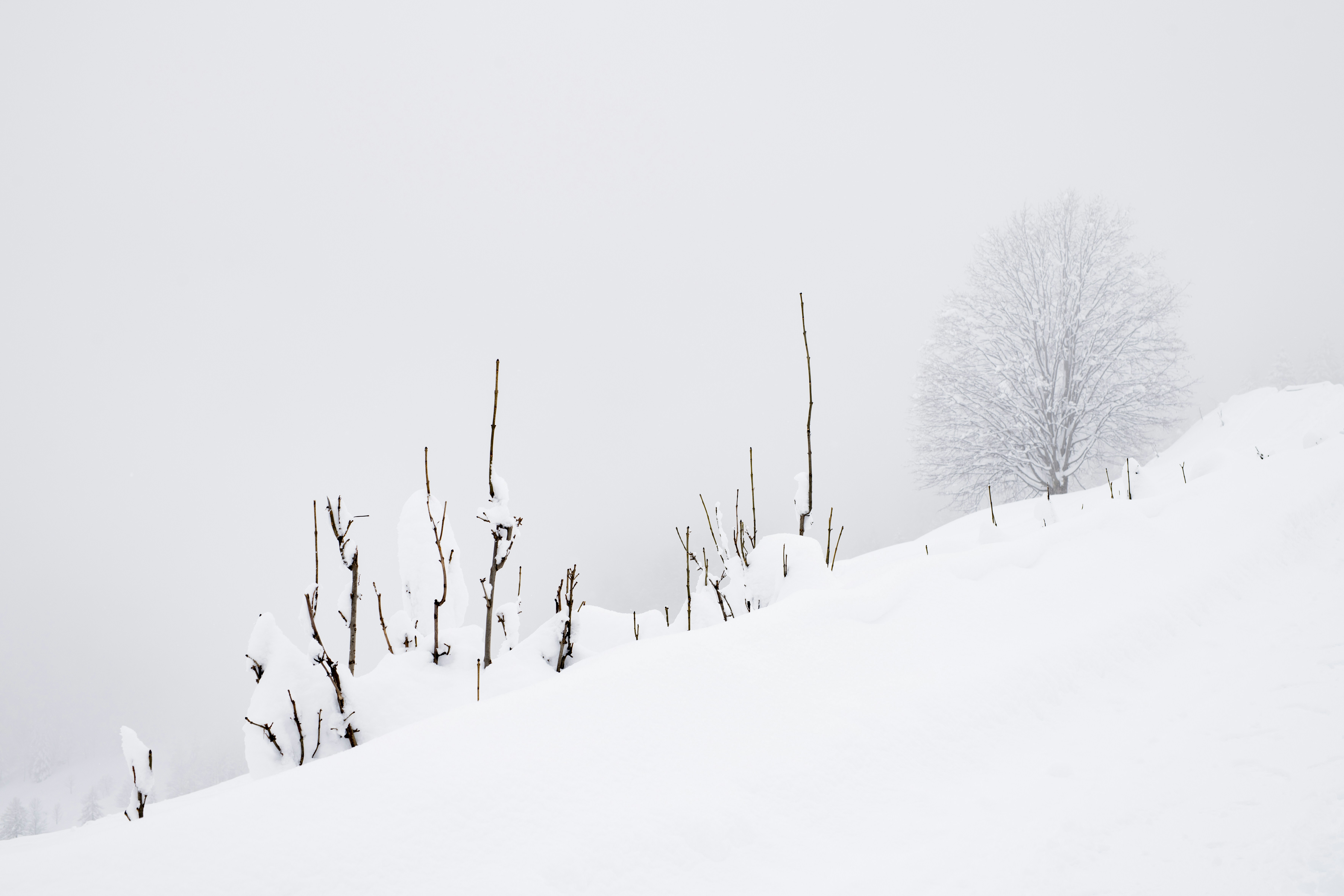 Photo by lauraadaiphoto