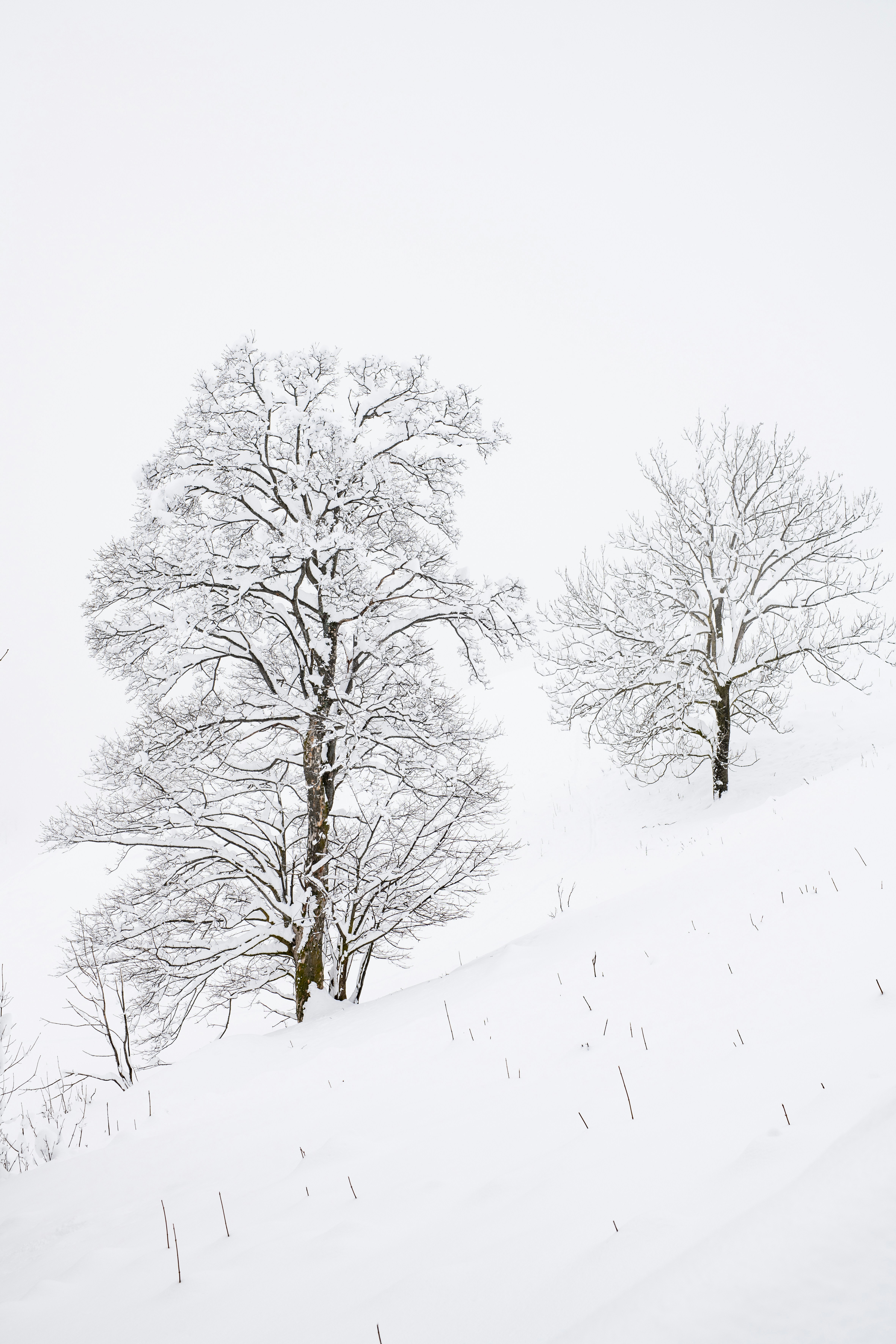 Photo by lauraadaiphoto