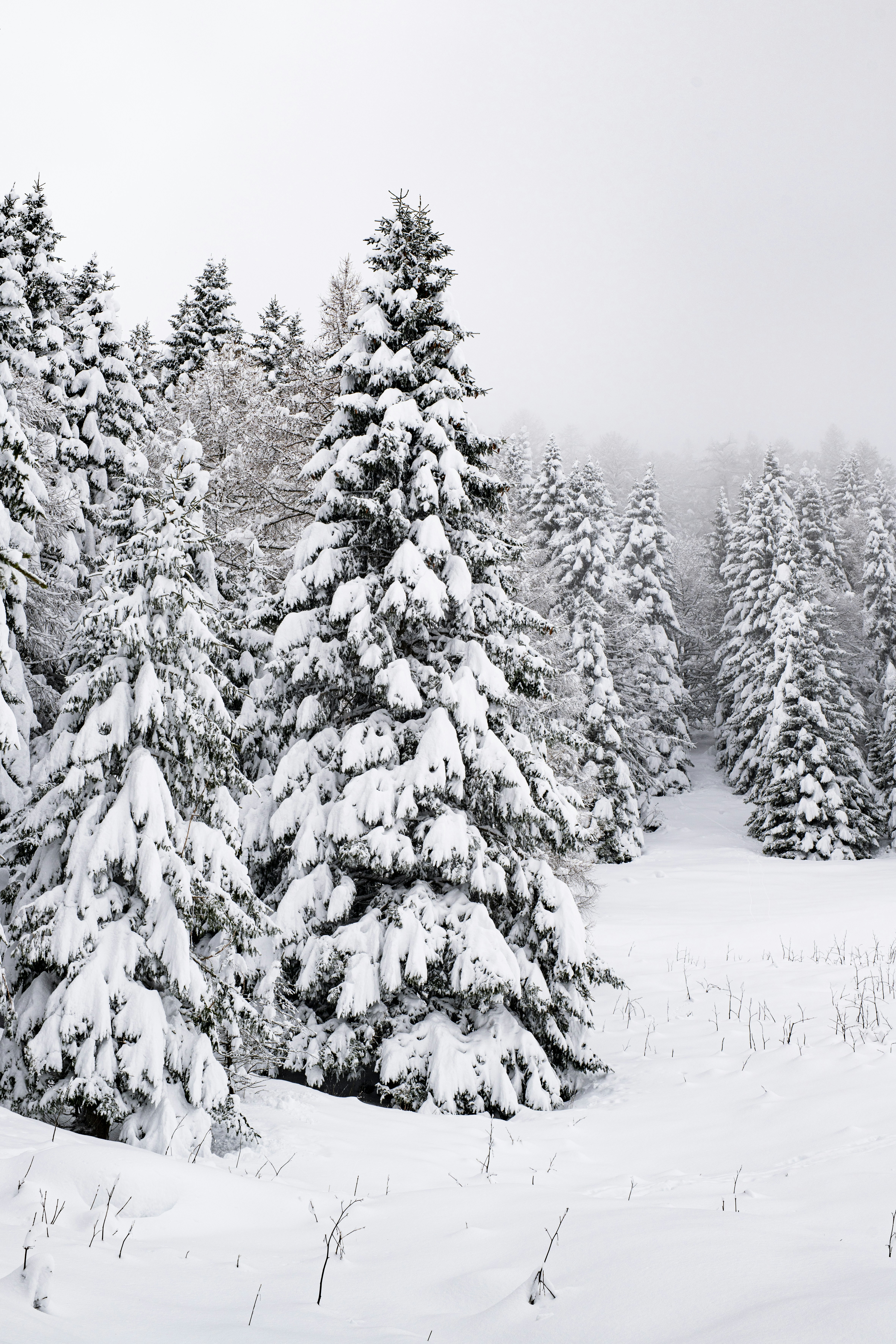 Photo by lauraadaiphoto