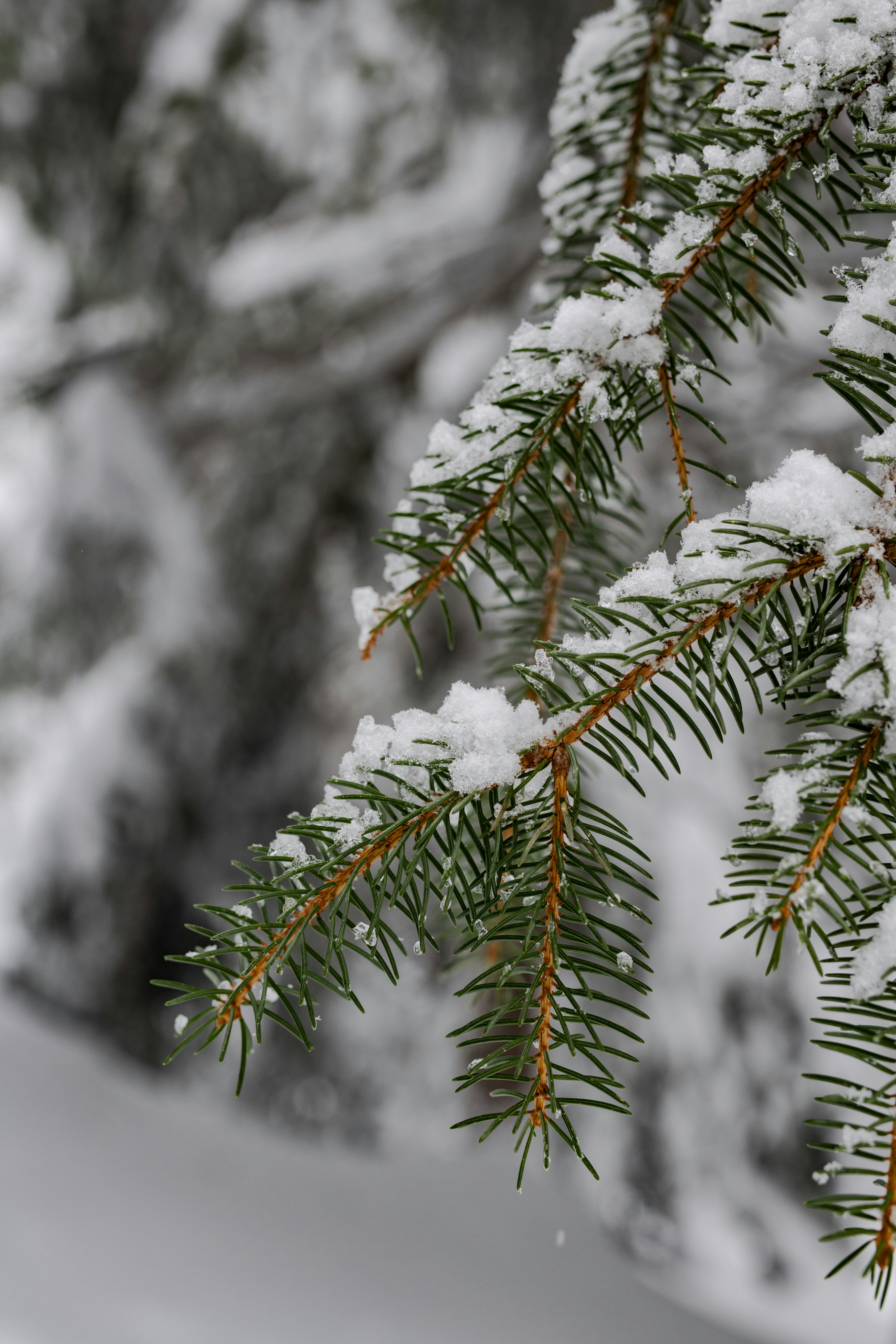 Photo by lauraadaiphoto