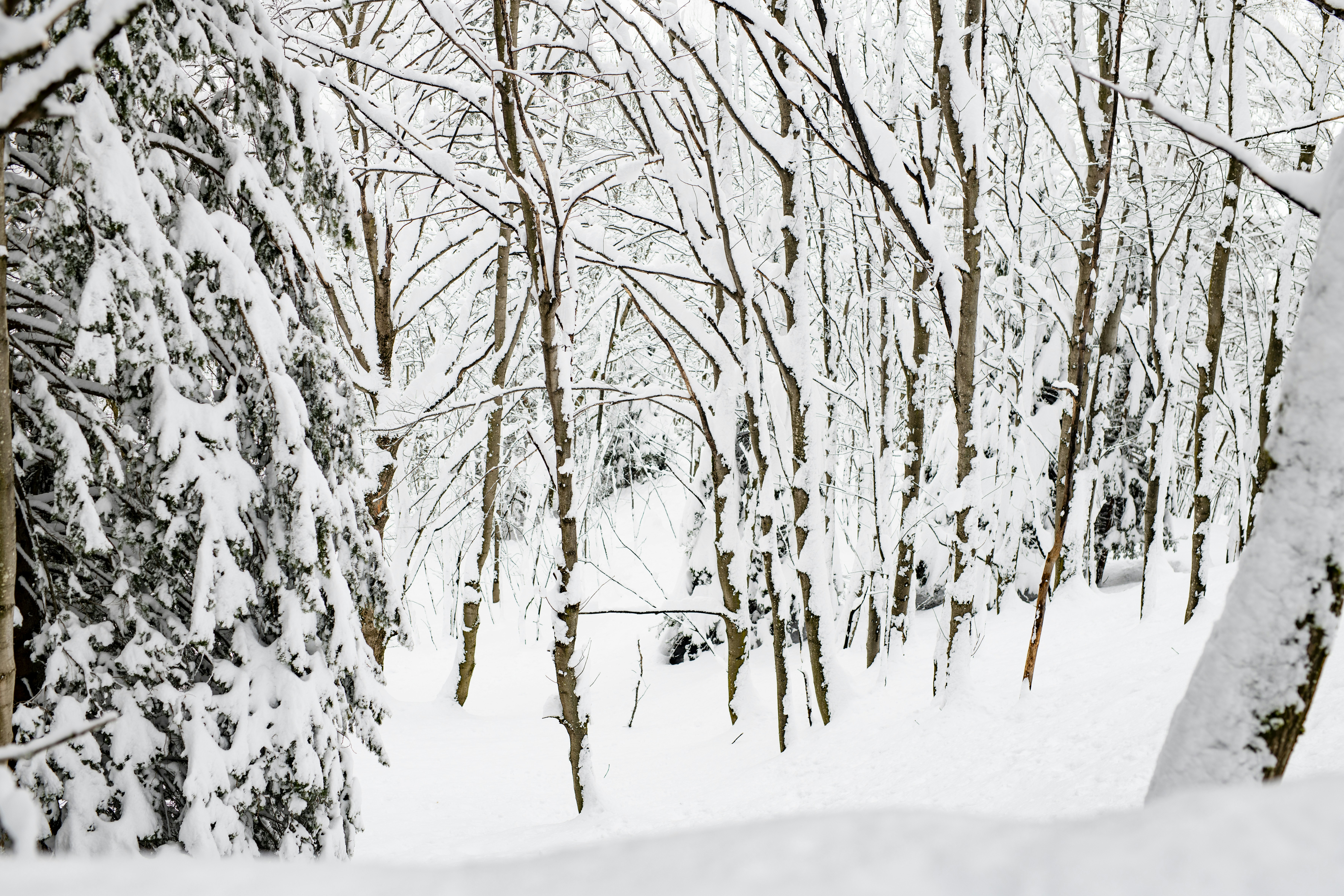 Photo by lauraadaiphoto