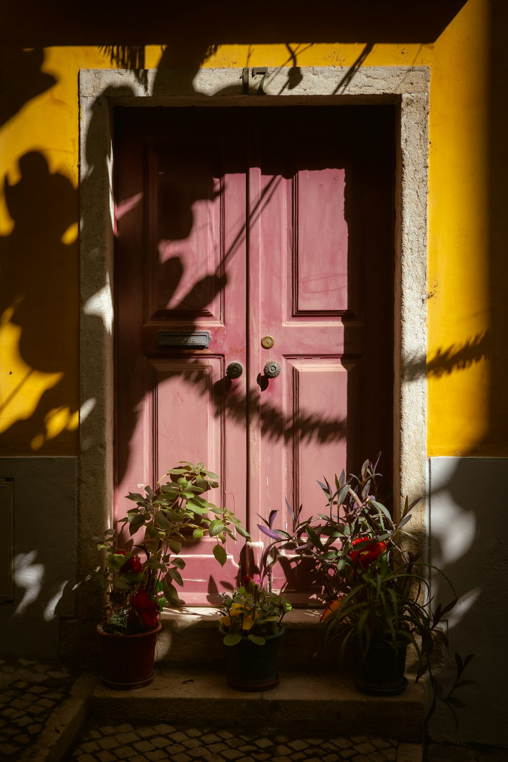 a red door with a pink frame and two potted plants in front of it