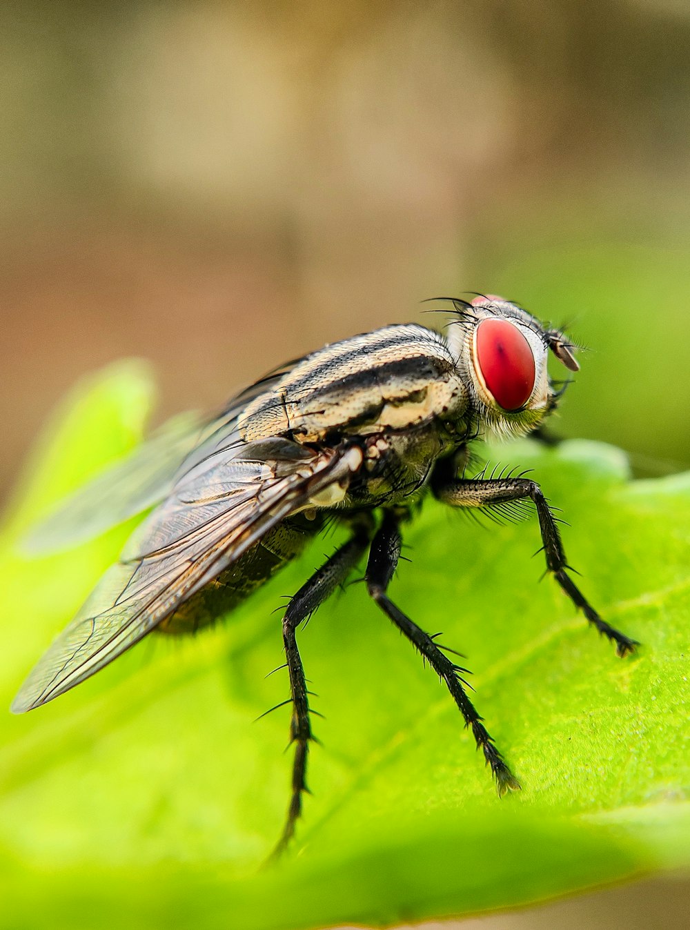 a fly sitting on top of a green leaf