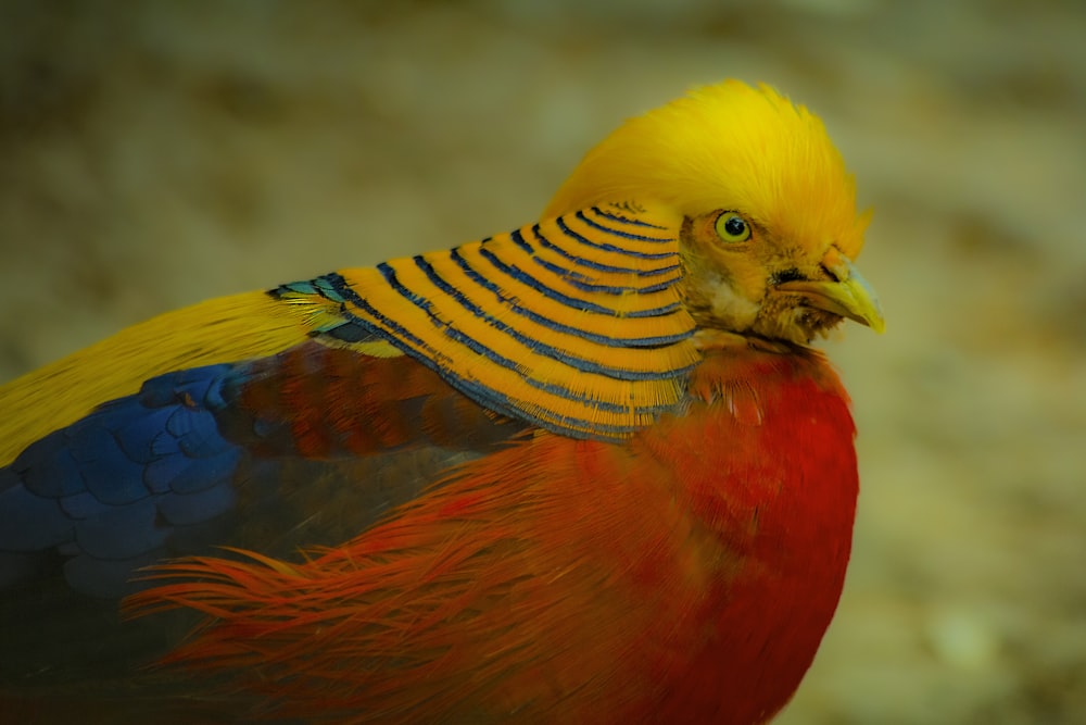 a close up of a colorful bird with feathers