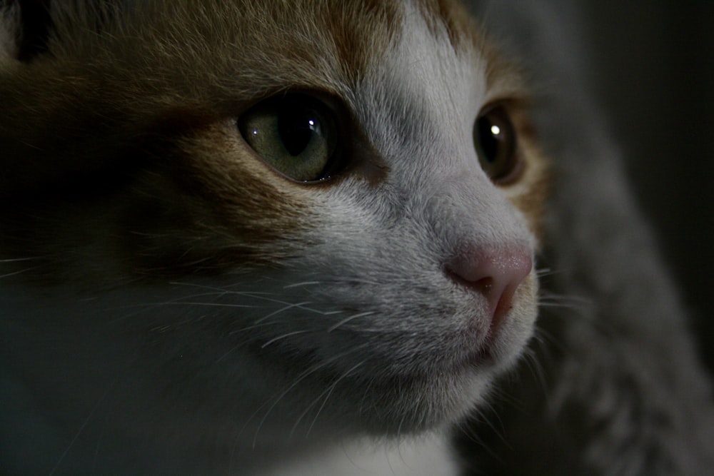 a close up of a cat's face in the dark