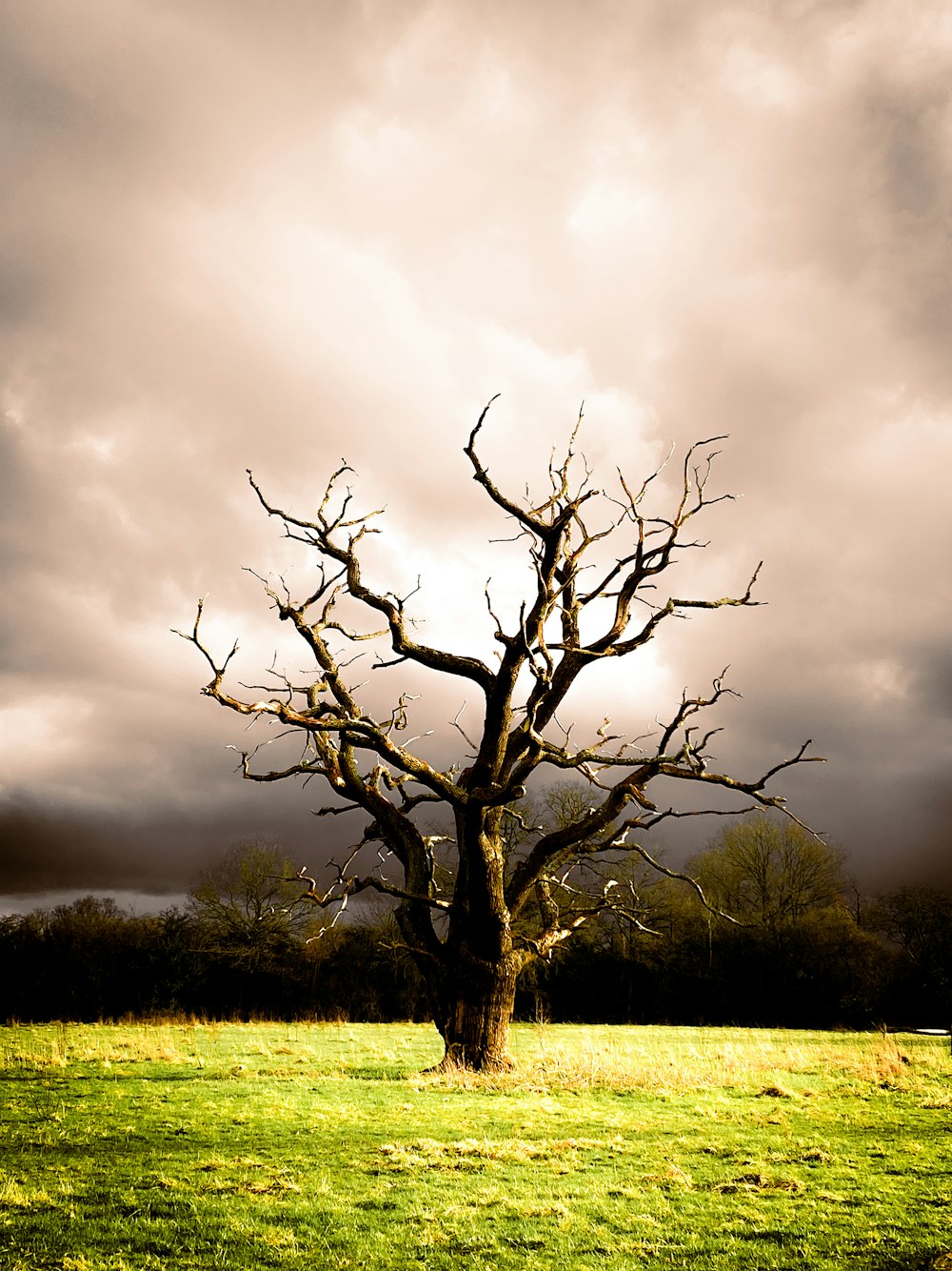 a bare tree in a grassy field under a cloudy sky