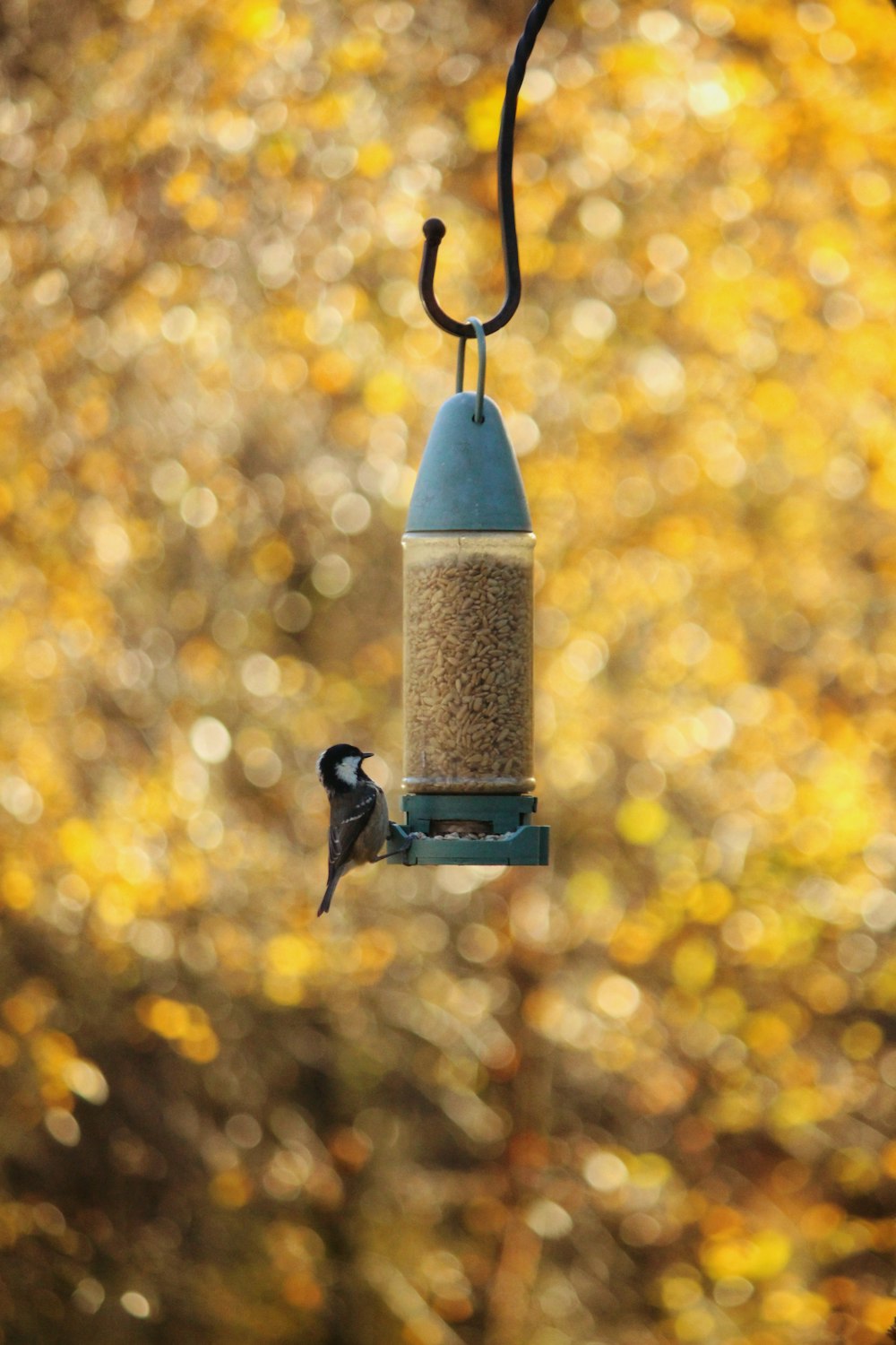 a blue bird feeder hanging from a tree