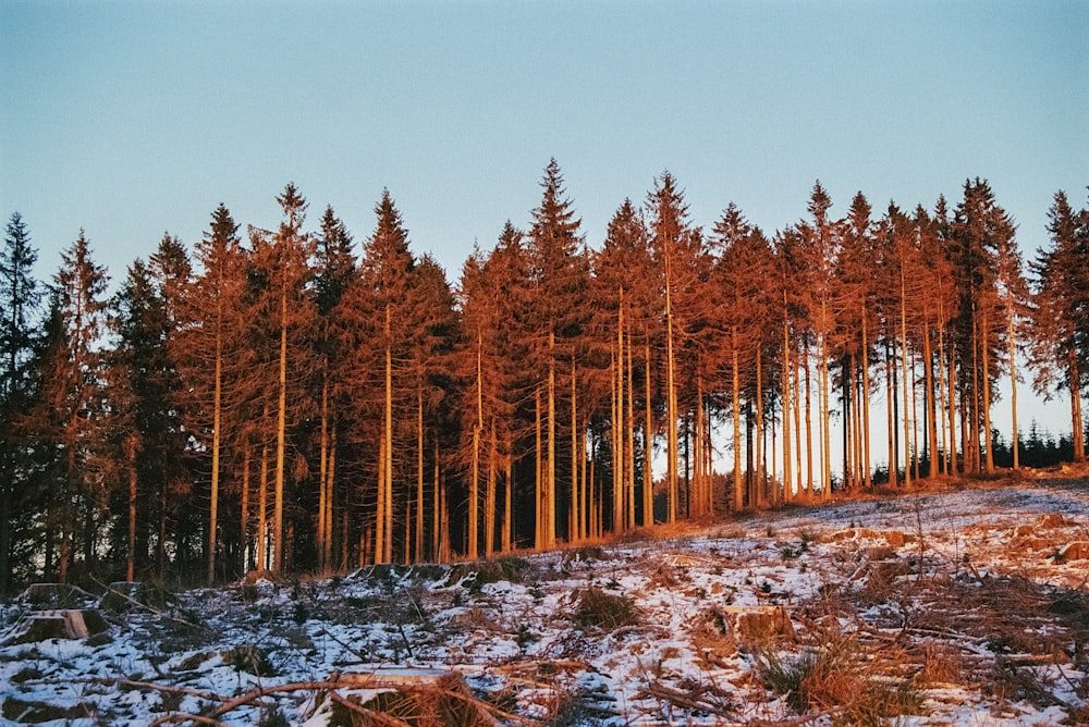 a group of trees that are standing in the snow