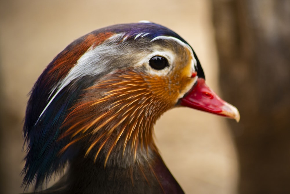 a close up of a bird with a red beak