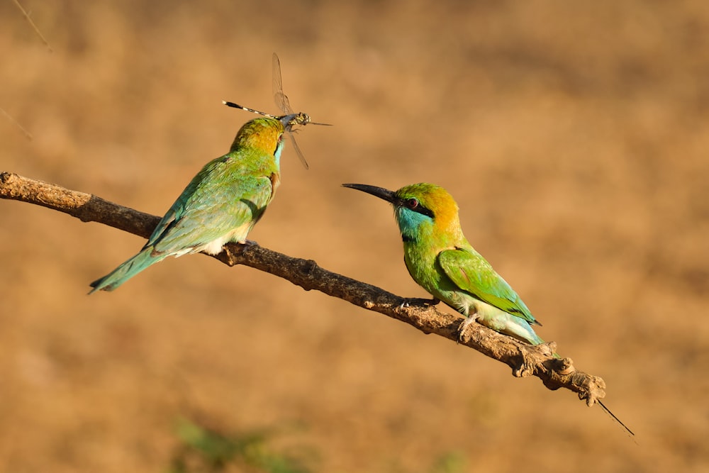 two colorful birds sitting on a branch with a dragon in the background