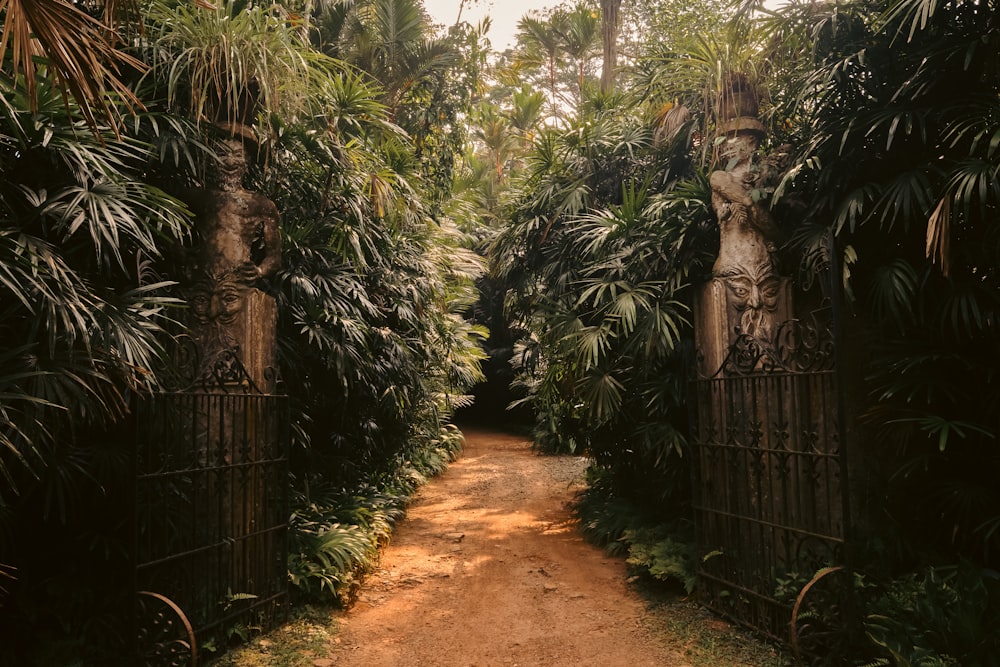 a dirt road surrounded by trees and plants