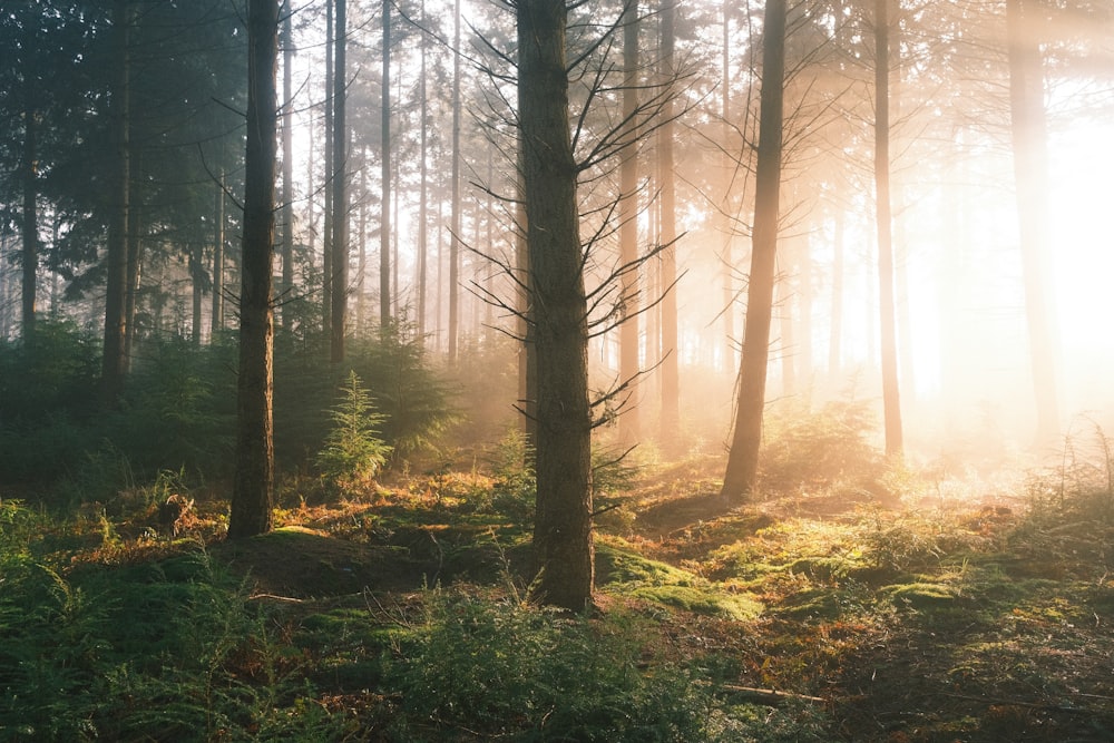 Un bosque lleno de muchos árboles altos