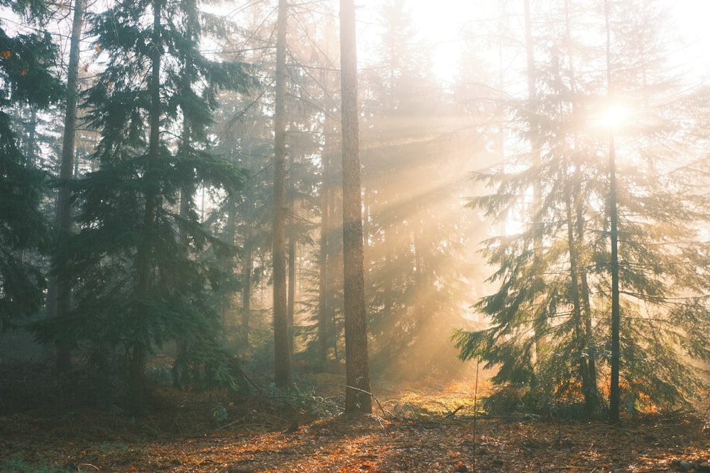 the sun is shining through the trees in the forest