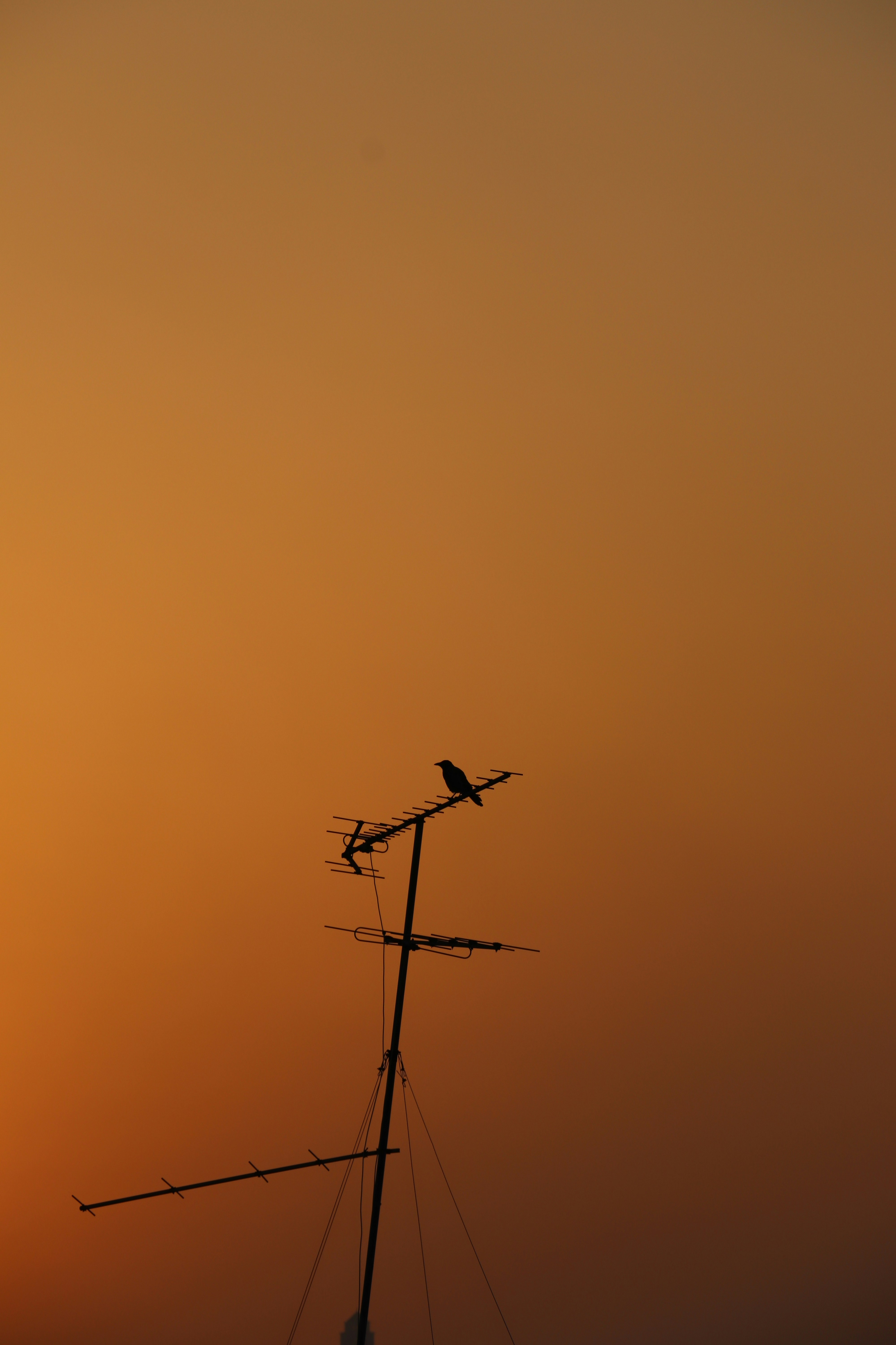 a bird sitting on top of a weather vane at sunset