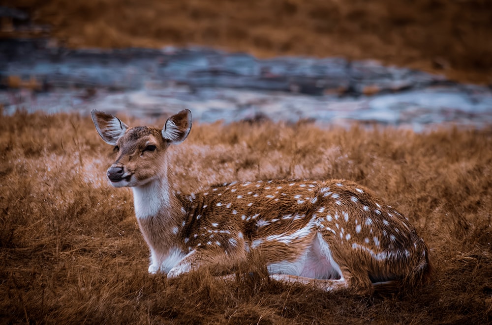 a deer laying down in a field of brown grass