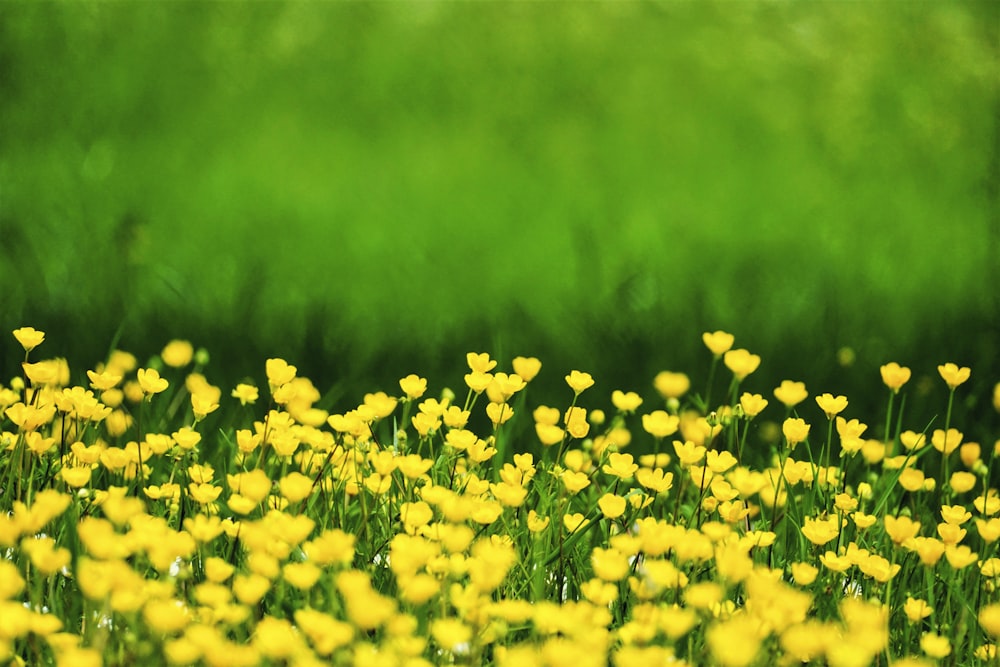 un campo de flores amarillas con un fondo verde