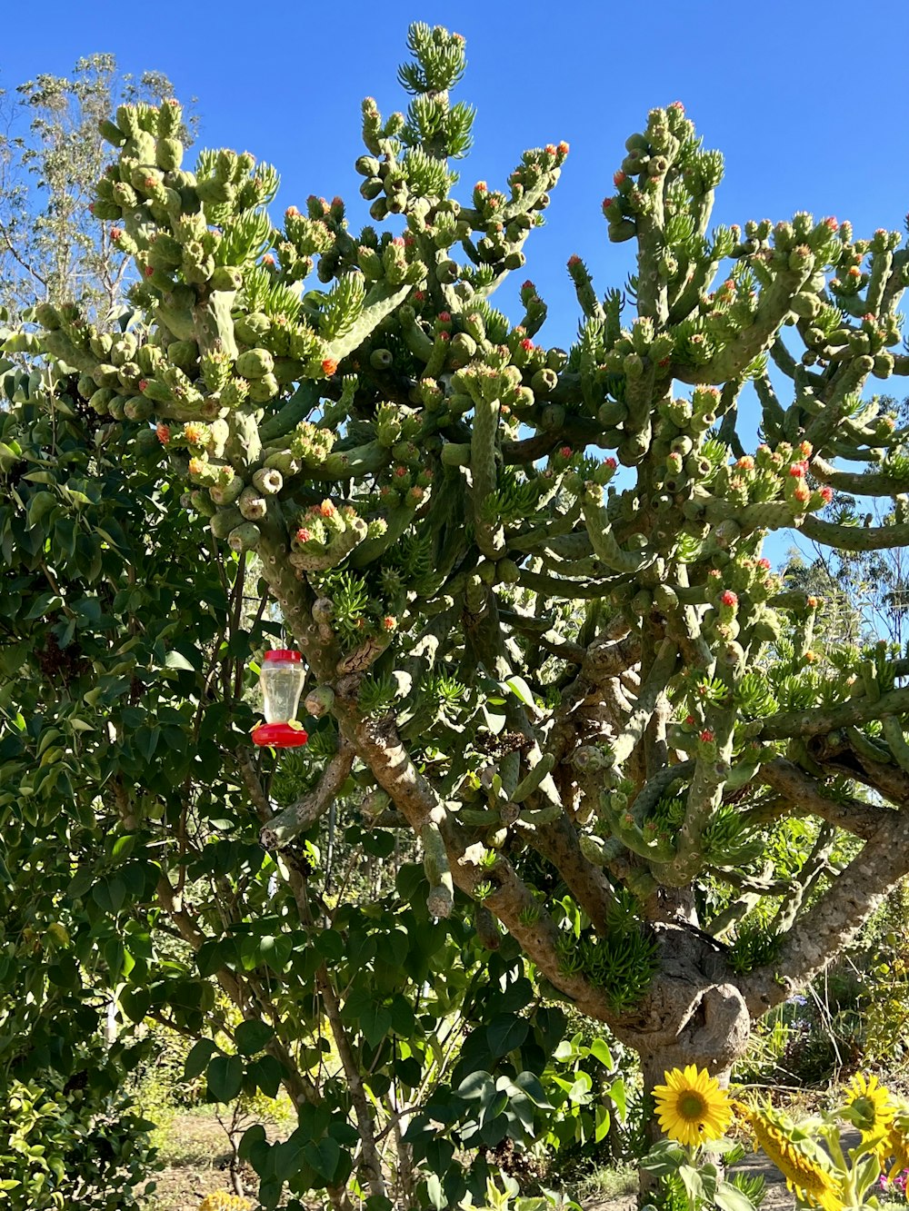 a large cactus tree with lots of green leaves