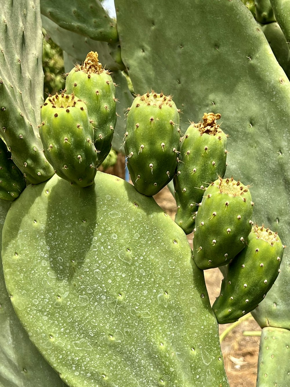 a close up of a green cactus plant