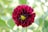a close up of a red flower with green leaves in the background